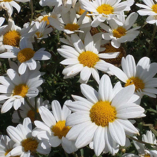 Pure White Butterfly® Marguerite Daisy (Argyranthemum) features large petals of pure white blooms with bright yellow centers above green foliage - Photo Property of Garden Crossings LLC.
