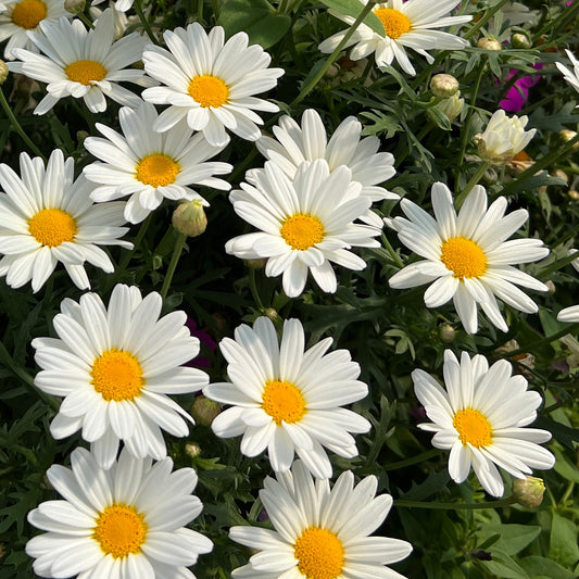 A cluster of Pure White Butterfly® Marguerite Daisy (Argyranthemum), a continuous bloomer, showcases pure white daisy flowers with bright yellow centers amid lush green foliage, seen in sunlight - Photo Property of Garden Crossings LLC.