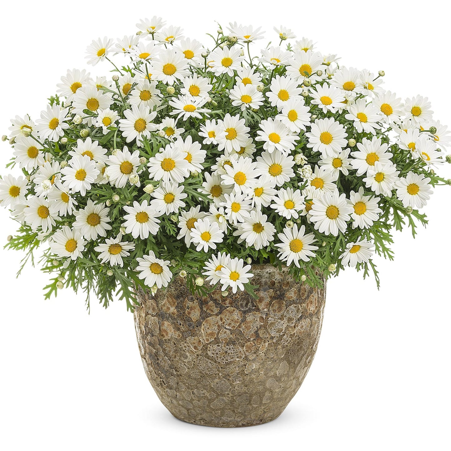 Pure White Butterfly® Marguerite Daisy (Argyranthemum) - Photo Courtesy of Proven Winners, Inc.