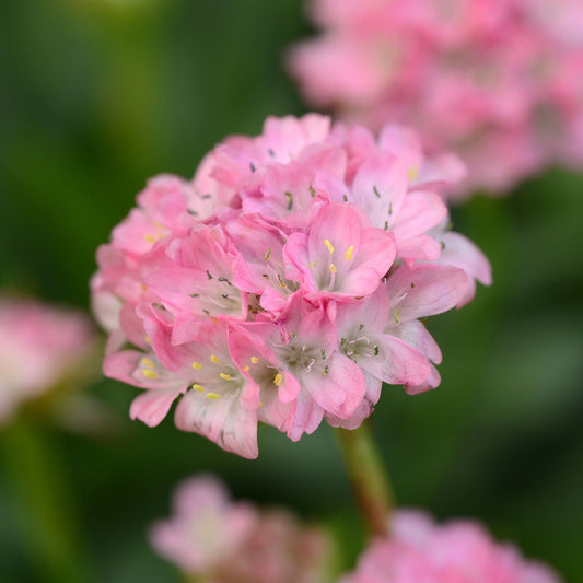 A close-up of Dreameria® 'Daydream' Sea Thrift (Armeria) shows clusters of delicate pink flowers with soft petals and yellow stamens, set against a blurred green background - Photo Courtesy of Ball Horticulture, Inc.