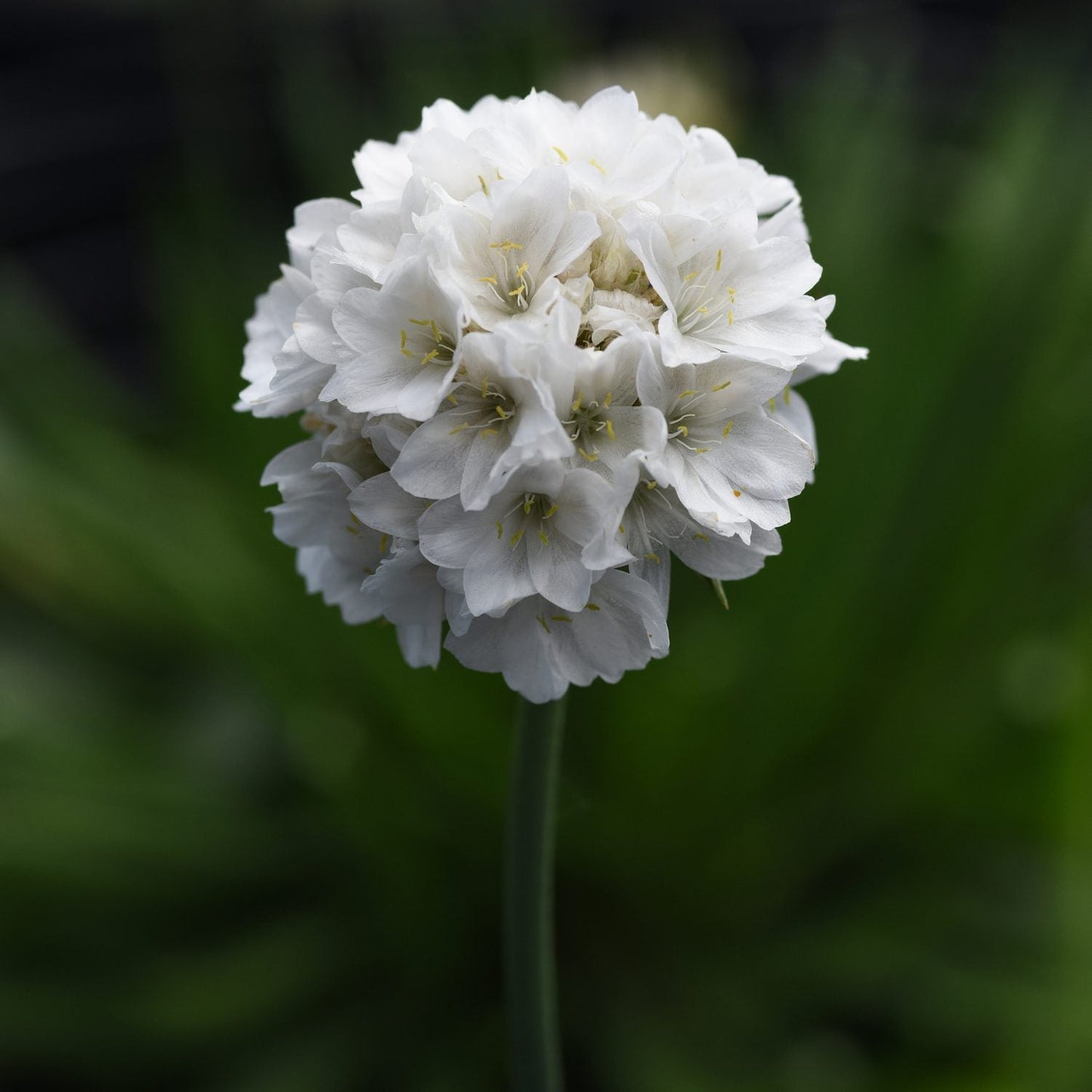 A close-up of Dreameria® 'Dream Clouds' Sea Thrift (Armeria) shows small white, ball-shaped blooms atop single green stems, standing out against a softly blurred green background - Photo Courtesy of Ball Horticulture, Inc.