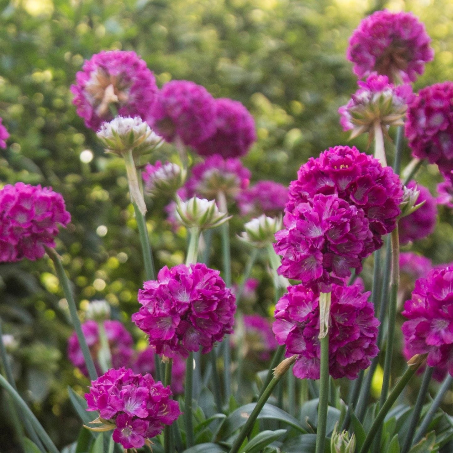 Clusters of vibrant Dreameria® 'Dream Weaver' Sea Thrift (Armeria) pink flowers with green stems and leaves bloom in a garden against a soft-focus green foliage background - Photo Courtesy of Ball Horticulture, Inc.