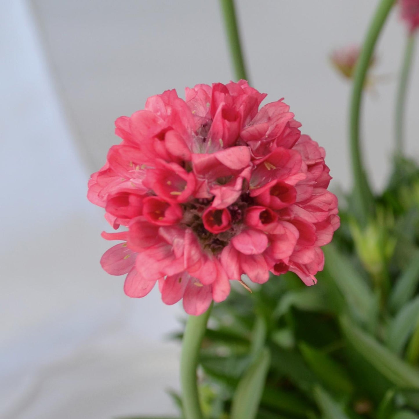 A close-up of Dreameria® 'Dreamland' Sea Thrift (Armeria), showcasing its pink clustered petals and green leaves against a softly blurred background - Photo Courtesy of Ball Horticulture, Inc.