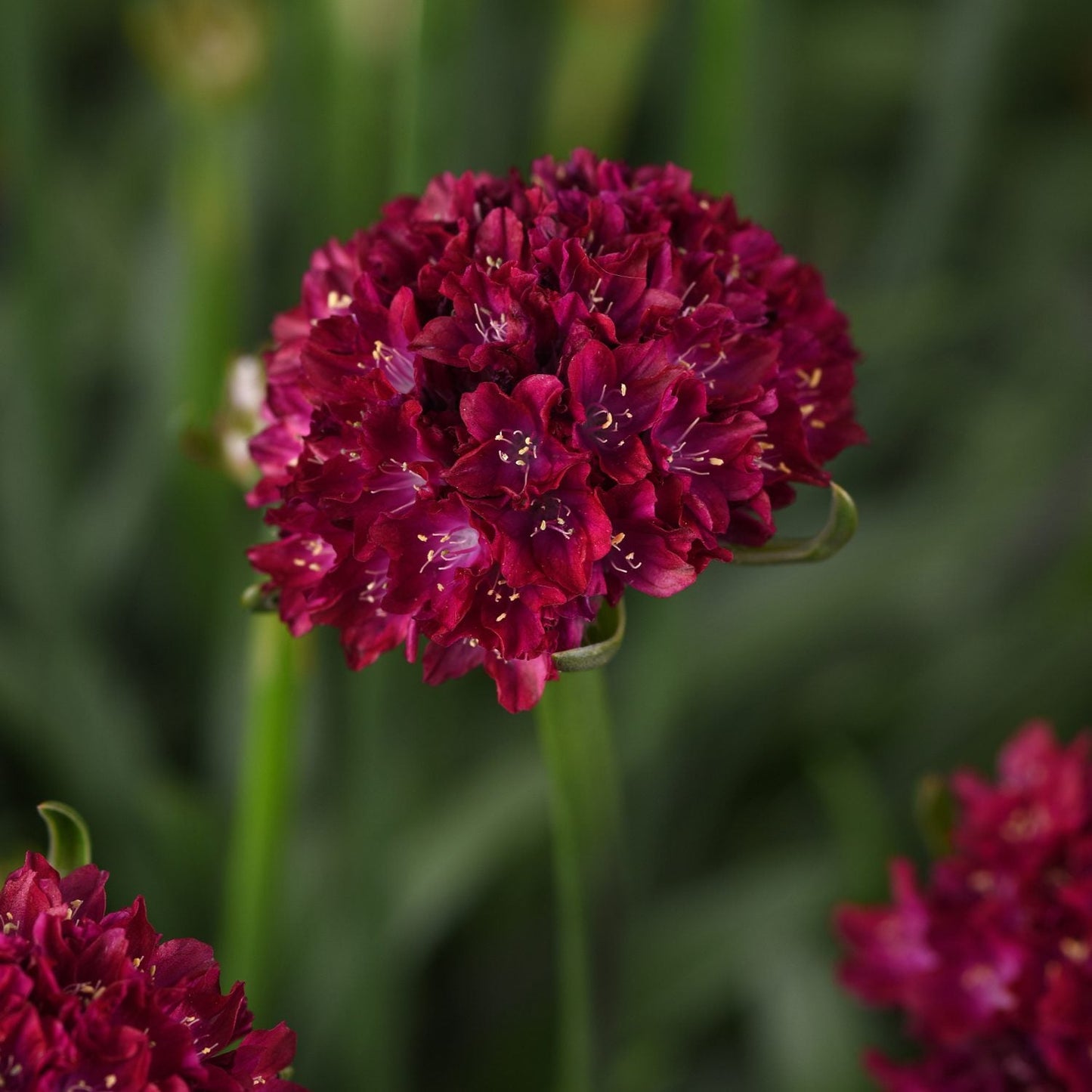 A close-up of Dreameria® 'Hypnotic Dreams' Sea Thrift (Armeria) shows its deep red, round flower cluster with star-shaped blooms and yellow stamens against a blurred green background - Photo Courtesy of Ball Horticulture, Inc.