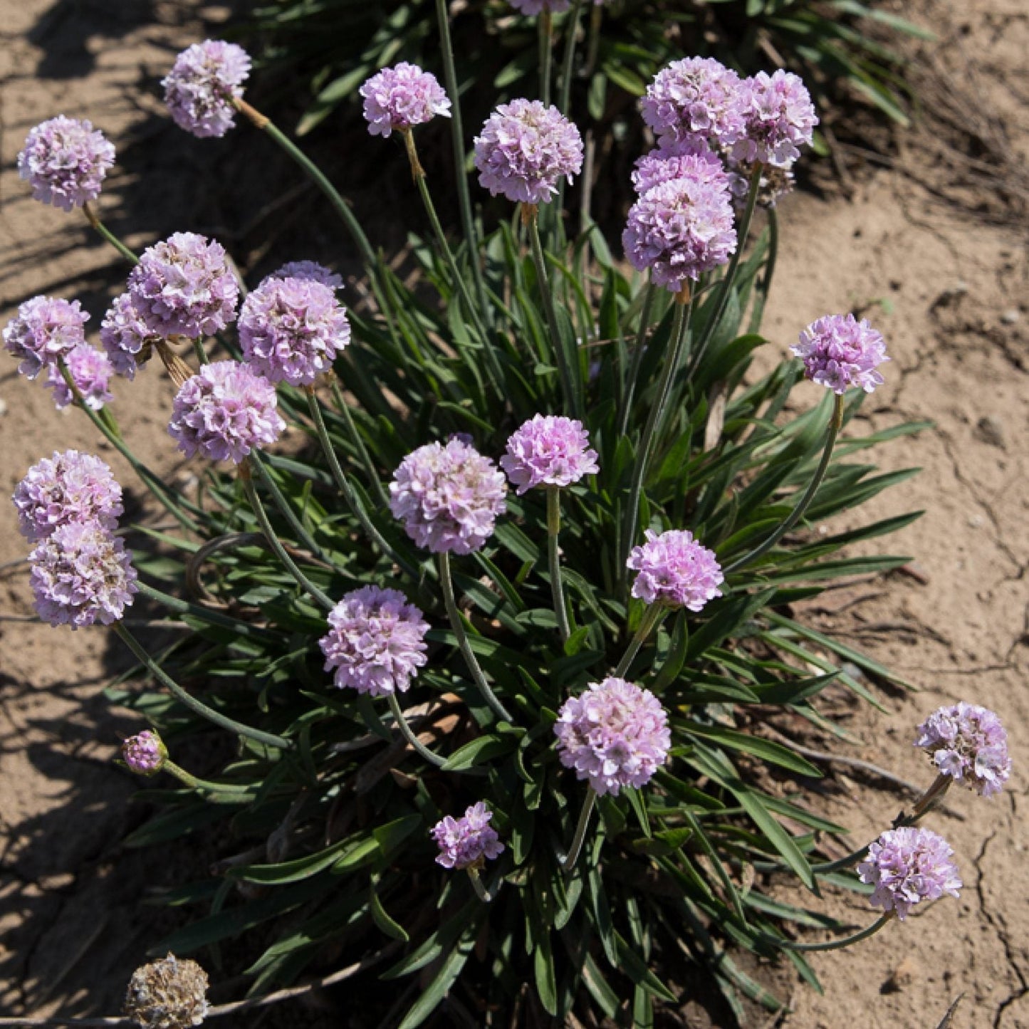 Top-down view of a Dreameria® 'Sweet Dreams' Sea Thrift (Armeria) with rounded lavender-mauve blooms and slender green leaves, growing in sandy, dry soil and full sun - Photo Courtesy of Ball Horticulture, Inc.
