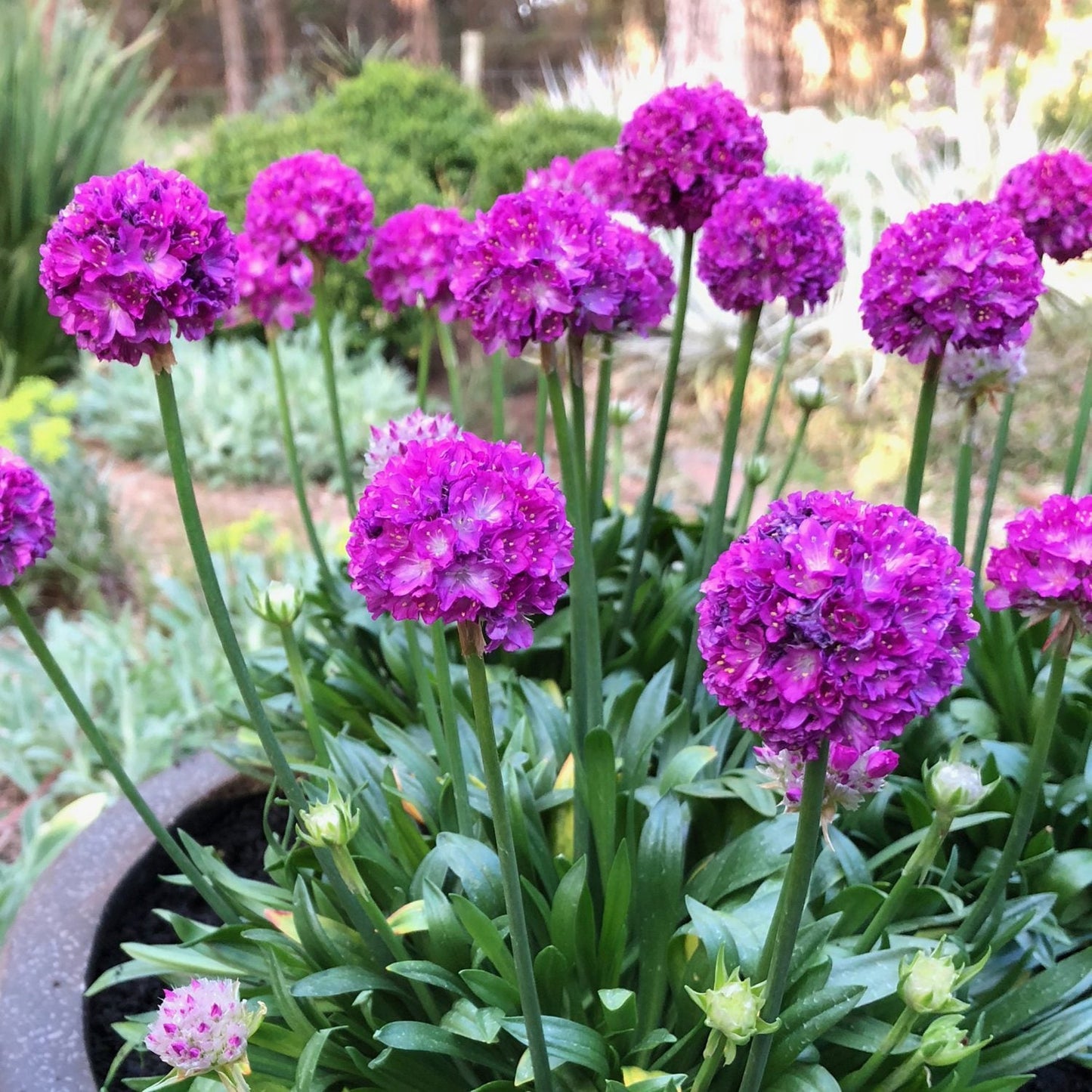 Bright purple globe blooms of Dreameria® 'Vivid Dreams' Sea Thrift (Armeria) rise on tall green stems, standing out against a soft-focus backdrop of garden greenery and shrubs - Photo Courtesy of Ball Horticulture, Inc. Decorative pot not included.