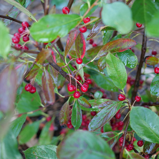 Berry Scape® Aronia is a drought-tolerant shrub with shiny green to reddish leaves and clusters of small, round, bright red berries on dark brown branches - Photo Courtesy of Proven Winners, Inc.
