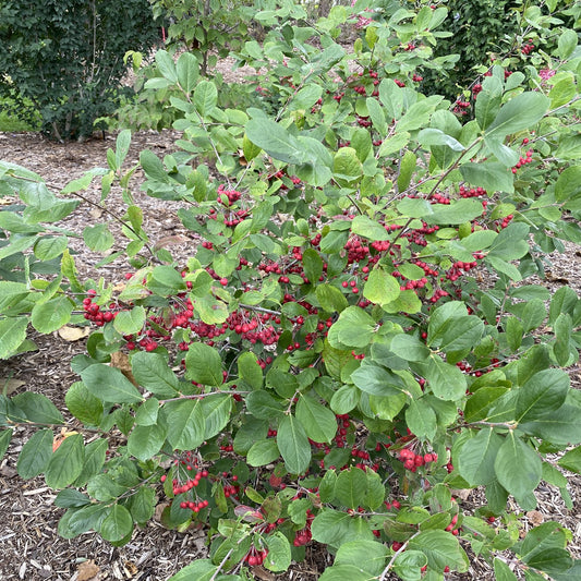 Berry Scape™ Red Aronia - Photo Courtesy of Proven Winners, Inc.