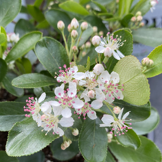 Ground Hug® Aronia - Photo Property of Garden Crossings LLC