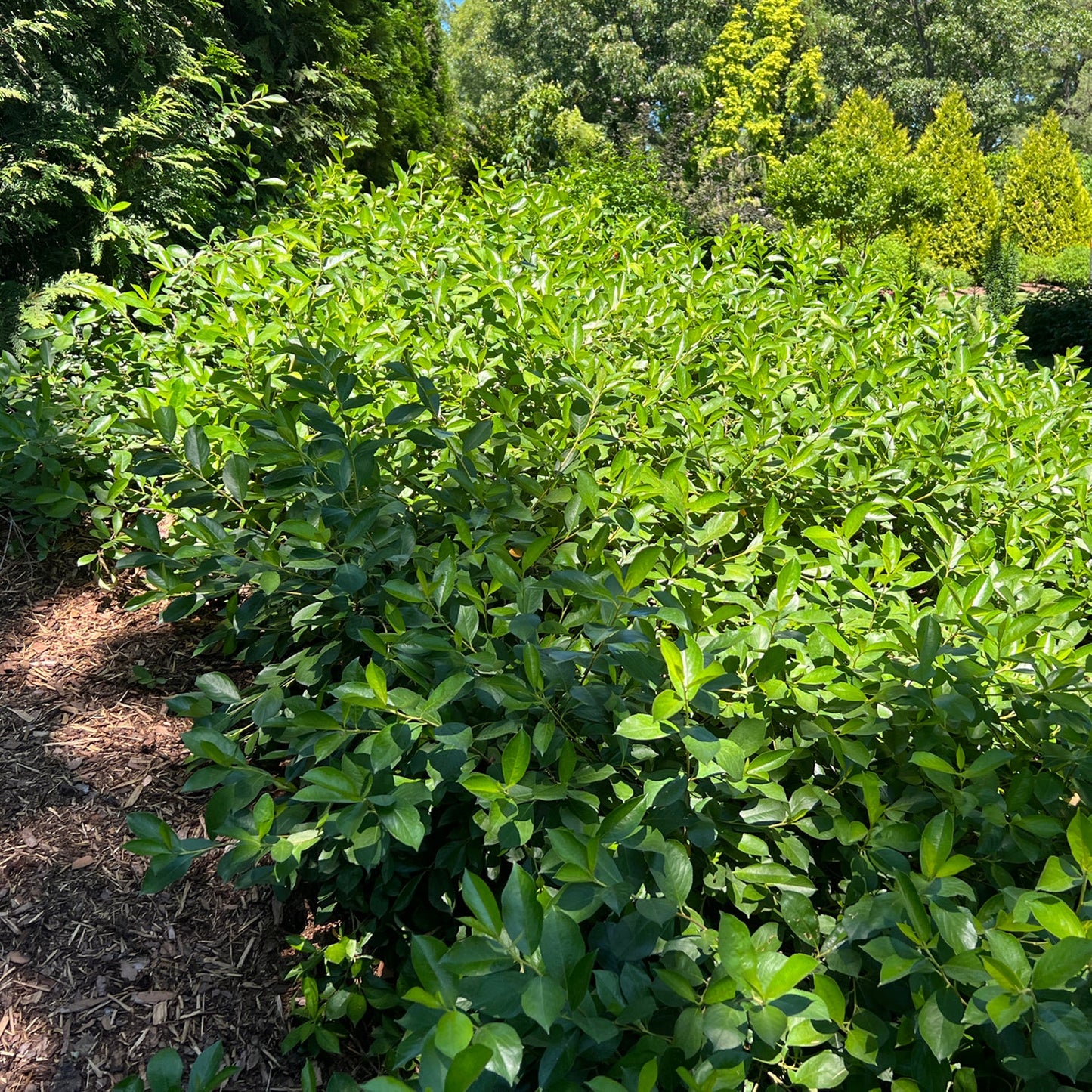 A dense cluster of Ground Hug® Aronia green leafy shrubs grows beside a mulch-covered garden path, with taller trees and more greenery in the background under a sunny sky - Photo Property of Garden Crossings LLC.