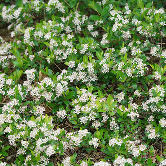 Top-down view of Ground Hug® Aronia, a dense cluster of green shrubs, showcases numerous small white flowers among its leaves, elegantly covering the ground outdoors - Photo Courtesy of Proven Winners, Inc.