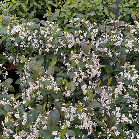 Low Scape Snowfire® Aronia - Photo Courtesy of Proven Winners, Inc.
