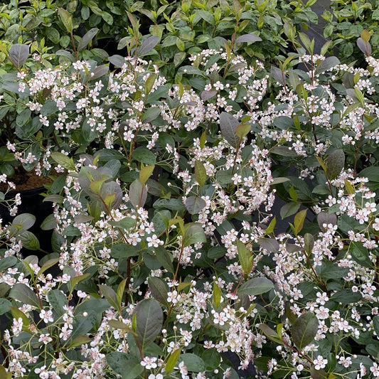 Low Scape Snowfire® Black Aronia is a shrub with clusters of small five-petaled white flowers, dark green leaves, and dense foliage - Photo Courtesy of Proven Winners, Inc.