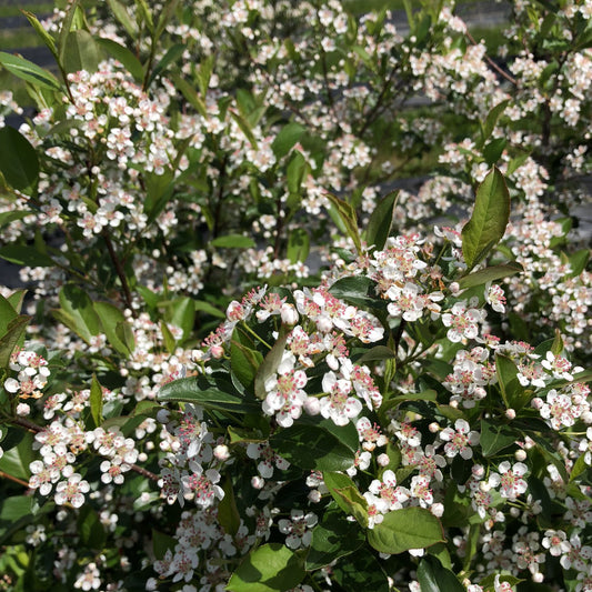 Low Scape Snowfire® Aronia - Photo Courtesy of Proven Winners, Inc.