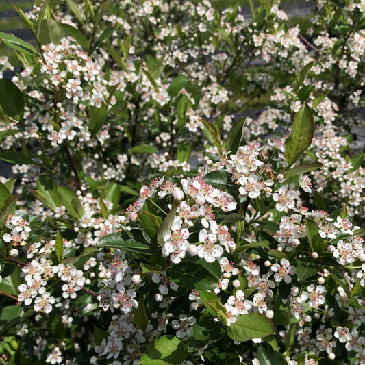 A close-up of Low Scape Snowfire® Black Aronia, showing clusters of small white flowers and green leaves as it blooms outdoors in bright sunlight - Photo Courtesy of Proven Winners, Inc.
