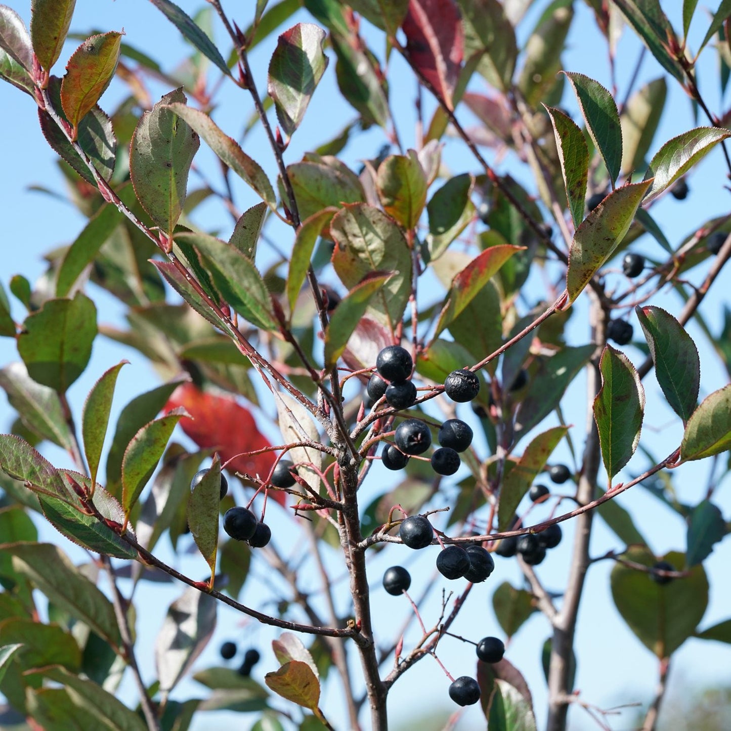 A close-up of Low Scape Snowfire® Black Aronia shows clusters of small, round black berries and green leaves with fall hues against a clear blue sky - Photo Courtesy of Proven Winners, Inc.