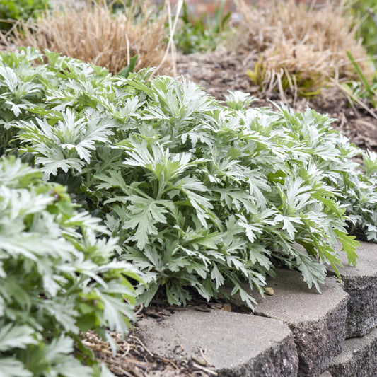 Silver Lining' Wormwood (Artemisia) - Photo Courtesy of Proven Winners, Inc.