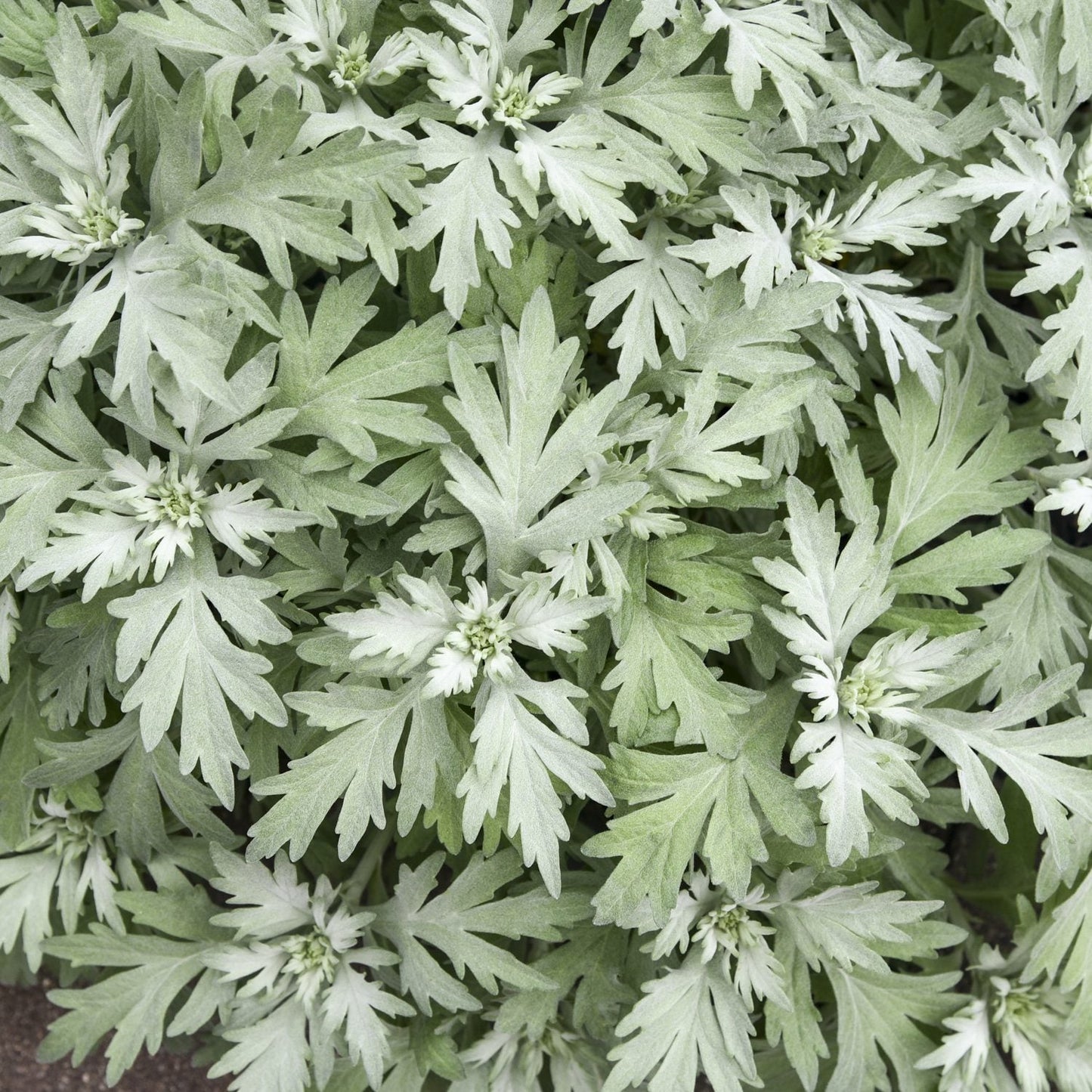 A dense cluster of silvery-green, deeply lobed leaves forms the lush foliage of 'Silver Lining' White Sagebrush (Artemisia), a striking, drought-tolerant perennial with beautiful silver foliage - Photo Courtesy of Proven Winners, Inc.