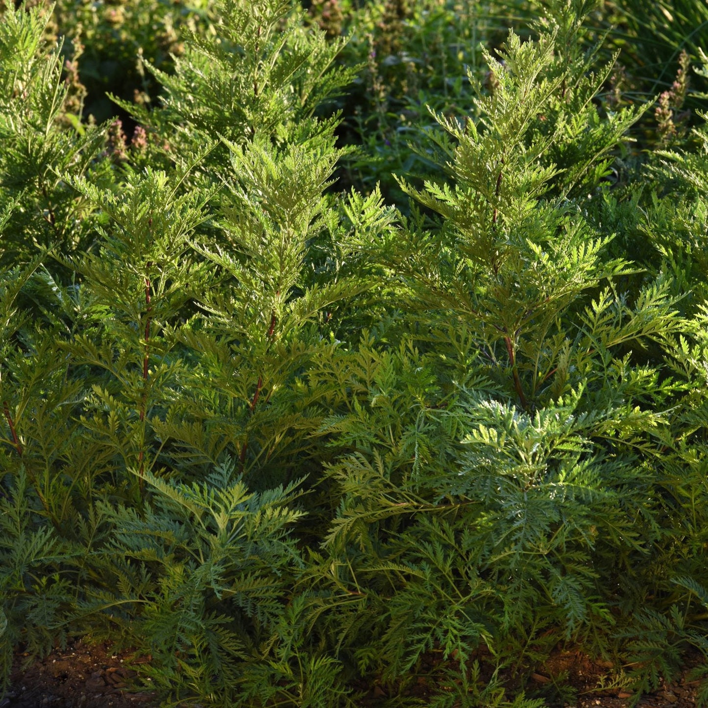 Tall, lush green ferns and sun perennials like Sunfern™ Olympia Wormwood (Artemisia), with its feathery leaves, grow together in a sunlit garden, framed by darker green foliage in the background - Photo Courtesy of Ball Horticulture, Inc.