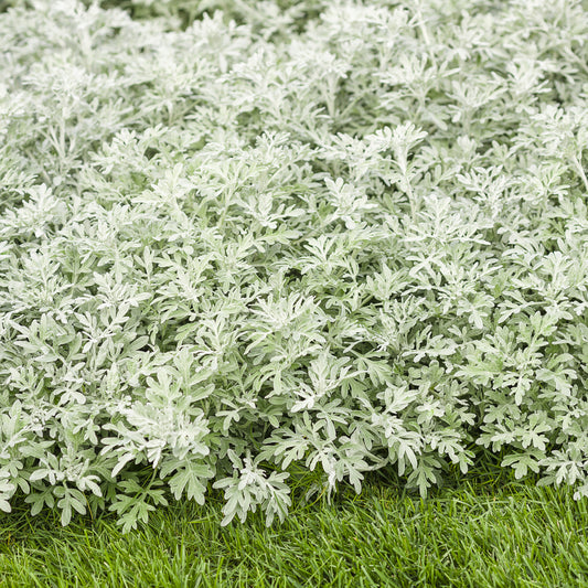 Silver Bullet® Wormwood (Artemisia) - Photo Courtesy of Proven Winners, Inc.