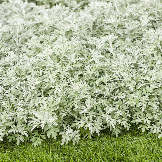 Dense, silvery-gray Silver Bullet® Wormwood (Artemisia) with finely divided leaves forms lush clusters, creating striking foliage accents against bright green grass - Photo Courtesy of Proven Winners, Inc.