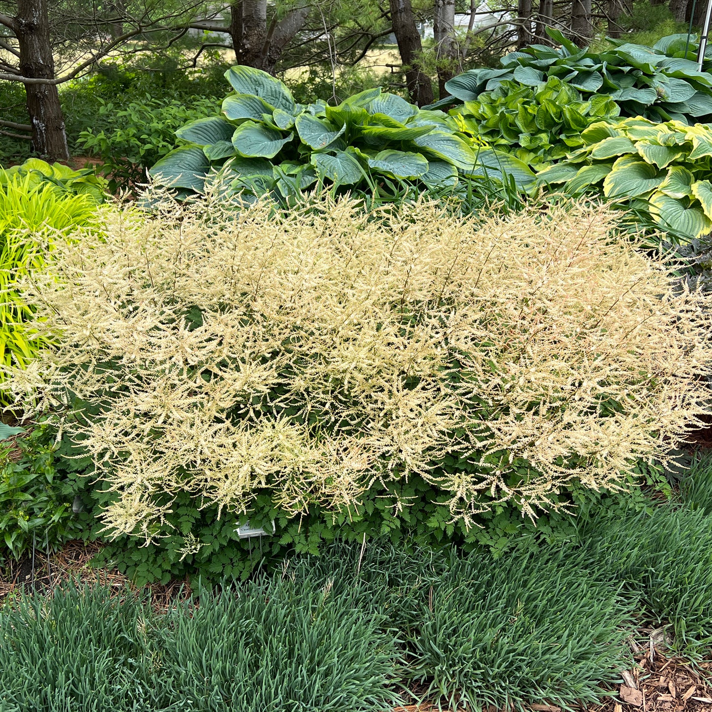 Chantilly Lace' Goatsbeard (Aruncus) - Photo Property of Garden Crossings LLC