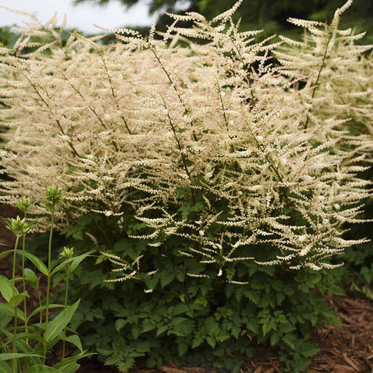 Close-up of 'Chantilly Lace' Goatsbeard (Aruncus) features feathery, creamy white plumes and deep green foliage - Photo Courtesy of Proven Winners, Inc.