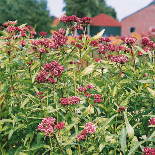 Swamp Milkweed (Asclepias), a native perennial features clusters of deep pink flowers in the garden with blurred trees and a red-roofed building in the background - Photo Courtesy of Ball Horticulture, Inc.