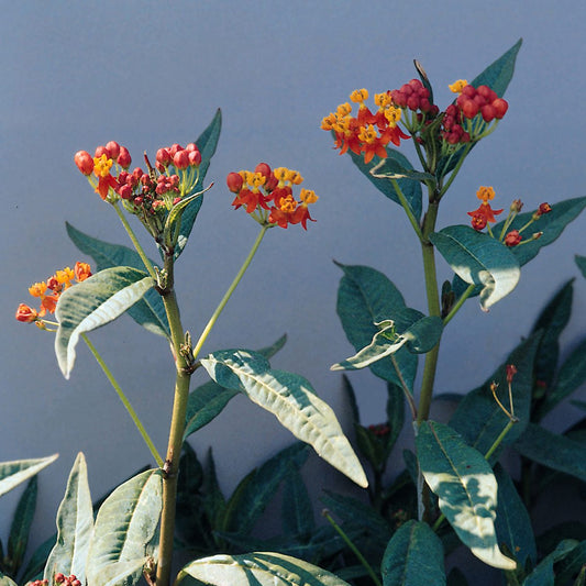Close-up of two leafy stems of 'Red Butterfly' Milkweed (Asclepias) with clusters of small red and orange tubular flowers. This monarch host features blooms in bunches on slender green stems, set against a light background - Photo Courtesy of Ball Horticulture, Inc.