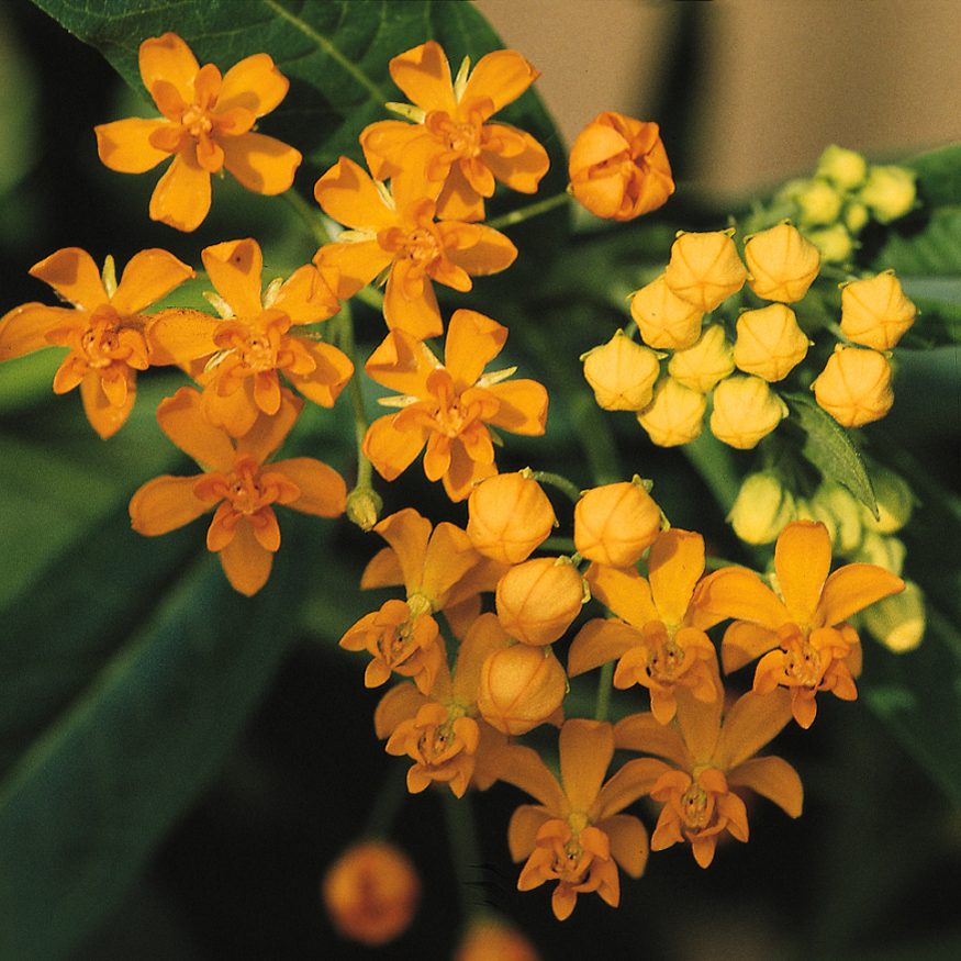 Close-up of the bright orange and yellow flowers with lance-shaped green leaves of the 'Silky Gold' Milkweed (Asclepias) - Photo Courtesy of Ball Horticulture, Inc.