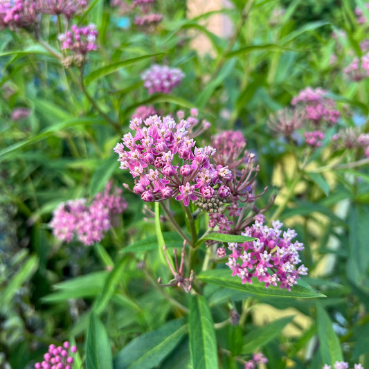 '‘Cinderella’ Milkweed (Asclepias) features clusters of pinkish-purple blooms on green stems with slender leaves against a blurred floral backdrop - Photo Property of Garden Crossings LLC.