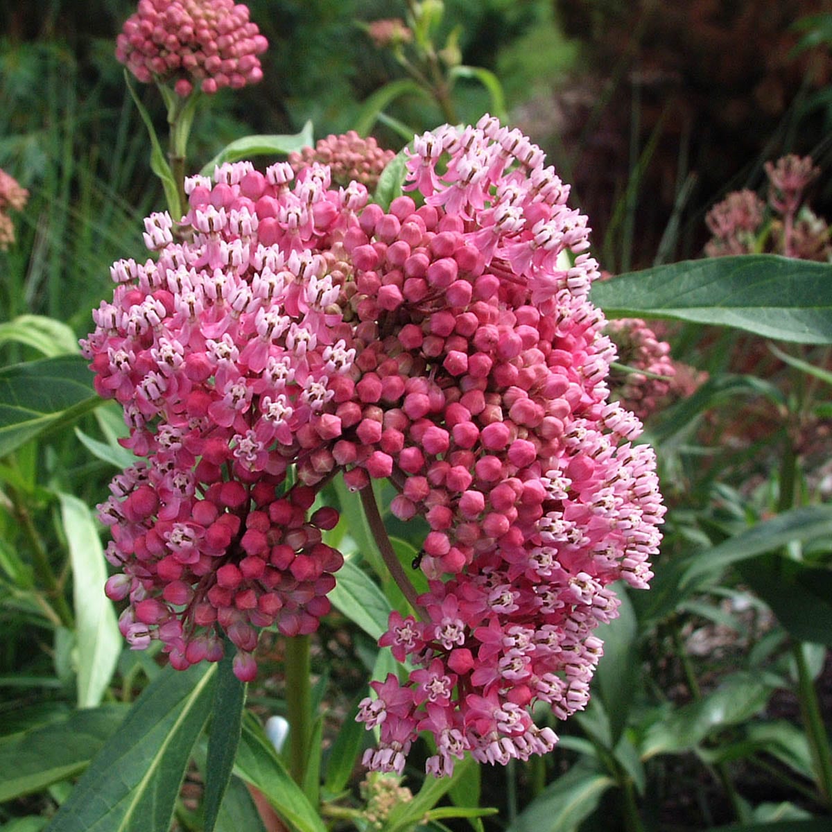 Close-up of ‘Cinderella’ Milkweed (Asclepias) is a perennial with clusters of bright pink, star-shaped flowers and green leaves - Photo Courtesy of Walters Gardens, Inc.