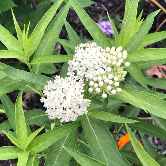 Ice Ballet' Milkweed (Asclepias) -