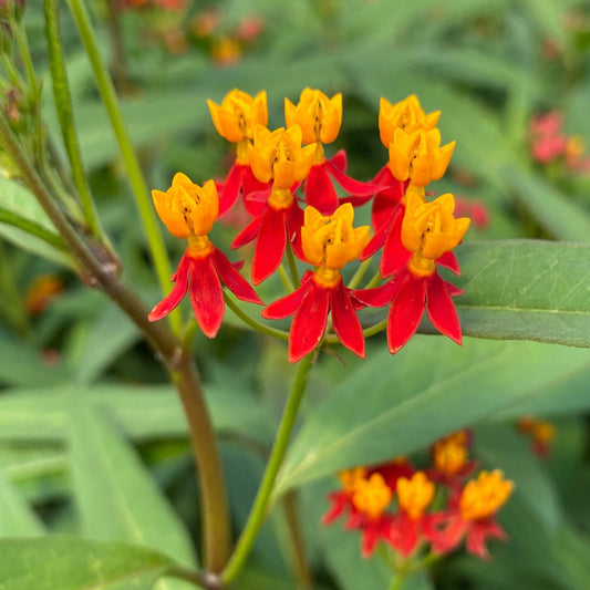 Silky Red Deep' Milkweed (Asclepias) - Photo Property of Garden Crossings LLC