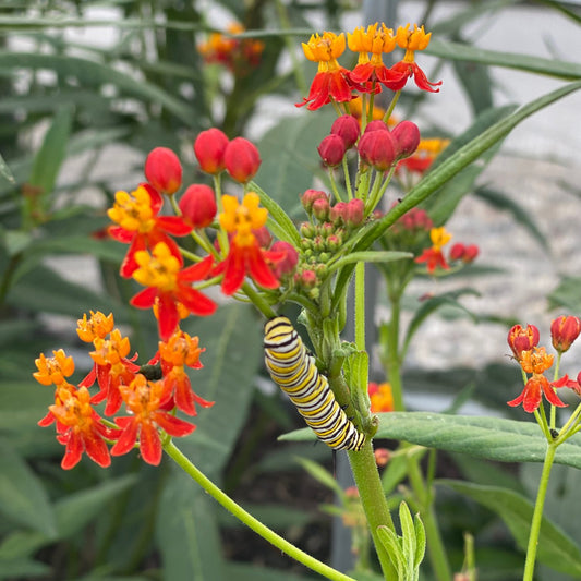 Silky Red Deep' Milkweed (Asclepias) - Photo Property of Garden Crossings LLC