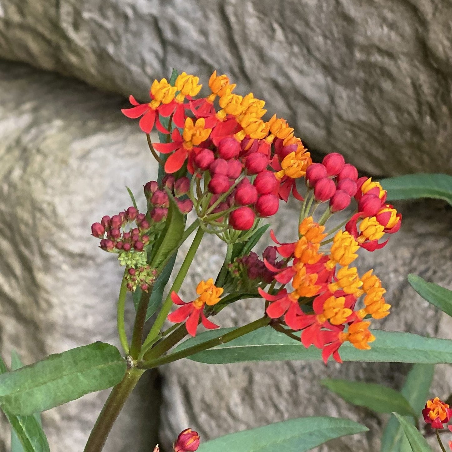 A close-up of a cluster of vibrant red and orange 'Silky Red Deep' Milkweed (Asclepias) flowers with green leaves, set against a blurred gray stone background - Photo Property of Garden Crossings LLC.