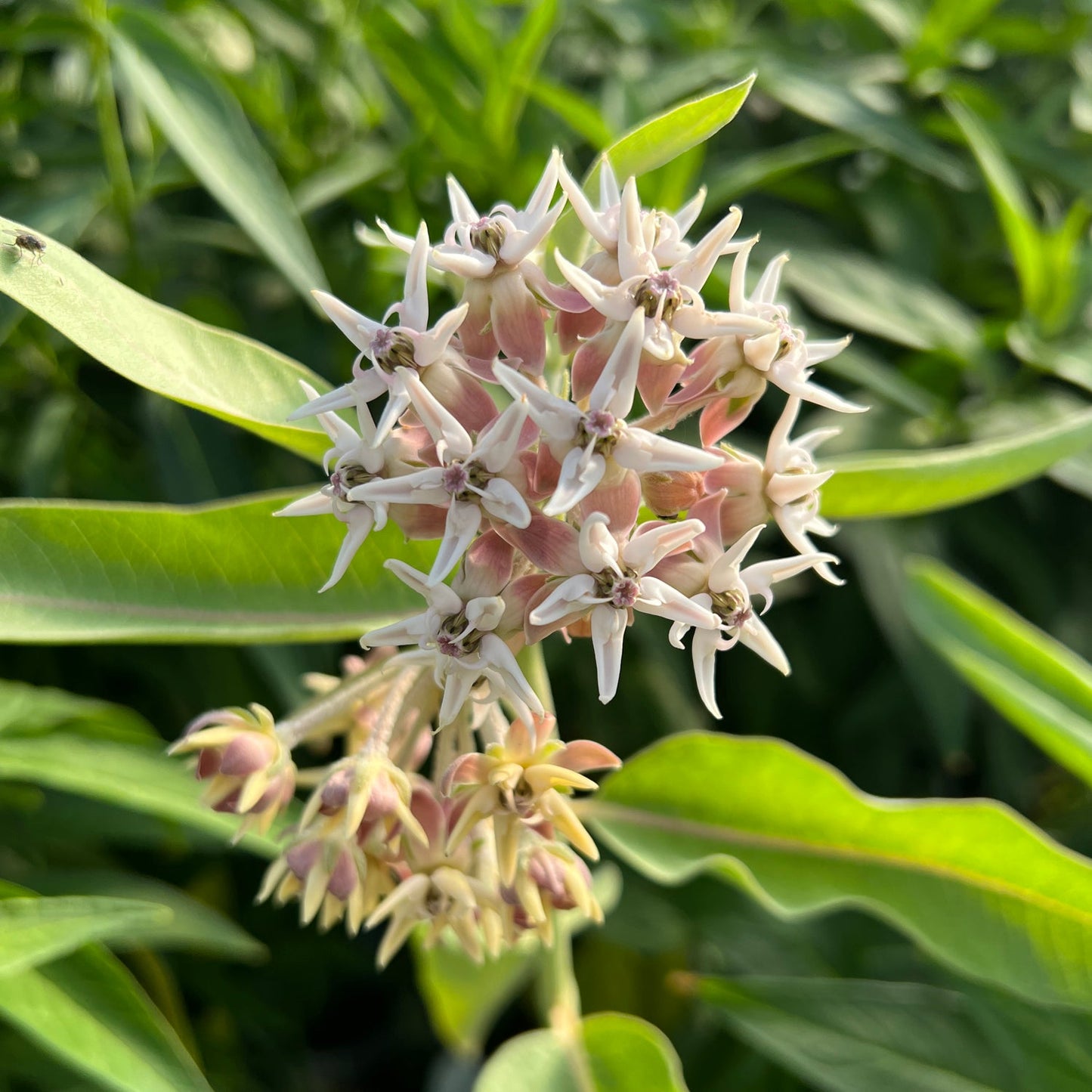 A close-up of a cluster of pale pink and white star-shaped Showy Milkweed (Asclepias) flowers with pointed petals, surrounded by long, narrow green leaves in bright sunlight - Photo Property of Garden Crossings LLC.