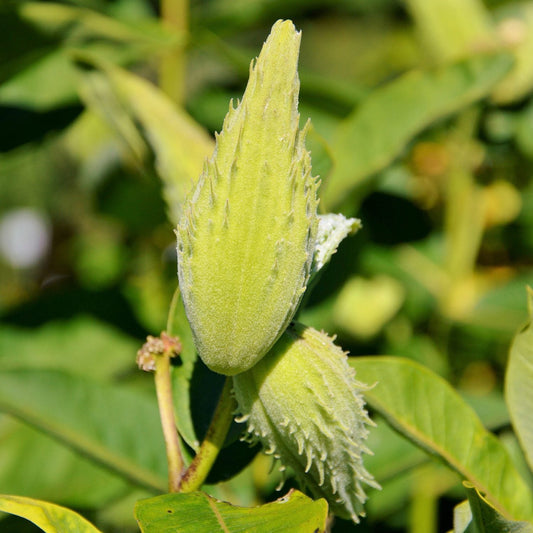 Close-up of two green, spiky pods growing on a Showy Milkweed (Asclepias) plant, surrounded by lush green leaves and stems with a softly blurred natural background - Photo Courtesy of Pixabay