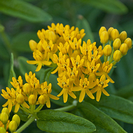 Close-up of clusters of bright yellow flowers with narrow petals bloom among green leaves on 'Hello Yellow' Milkweed (Asclepias) - Photo Courtesy of Walters Gardens, Inc.