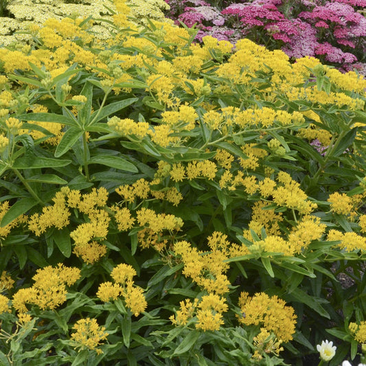 A cluster of bright yellow 'Hello Yellow' Milkweed (Asclepias) flowers with green leaves fills the foreground, while blurred pink and pale yellow blooms brighten the background, creating a vibrant butterfly garden scene - Photo Courtesy of Walters Gardens, Inc.