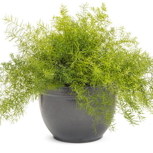 Sprengeri Asparagus Fern with feathery green foliage in a round, dark gray ceramic pot—an easy-to-grow annual ideal for pots or hanging baskets, shown here against a white background - Photo Courtesy of Proven Winners, Inc. Decorative pot not included.