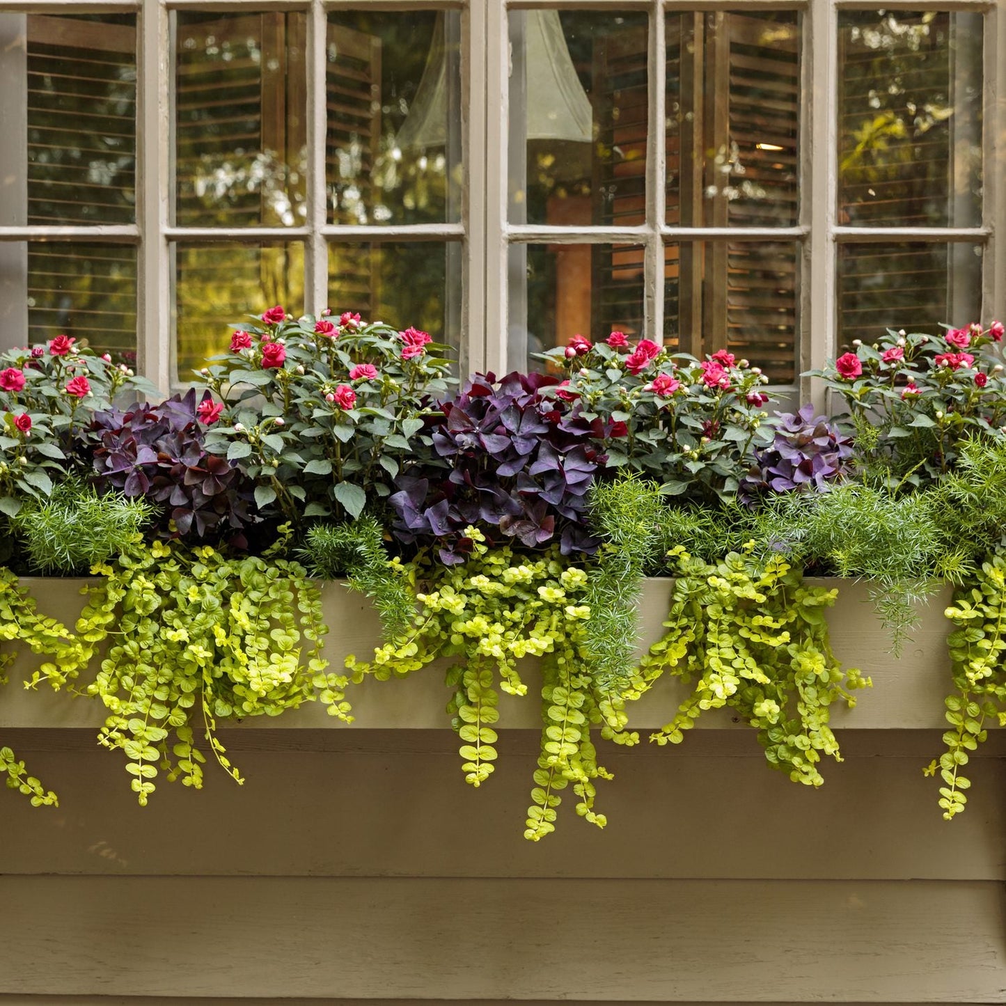 A window box with Sprengeri Asparagus Fern, deep purple foliage, and pink flowers sits below multi-pane windows reflecting trees and warm light - Photo Courtesy of Proven Winners, Inc.