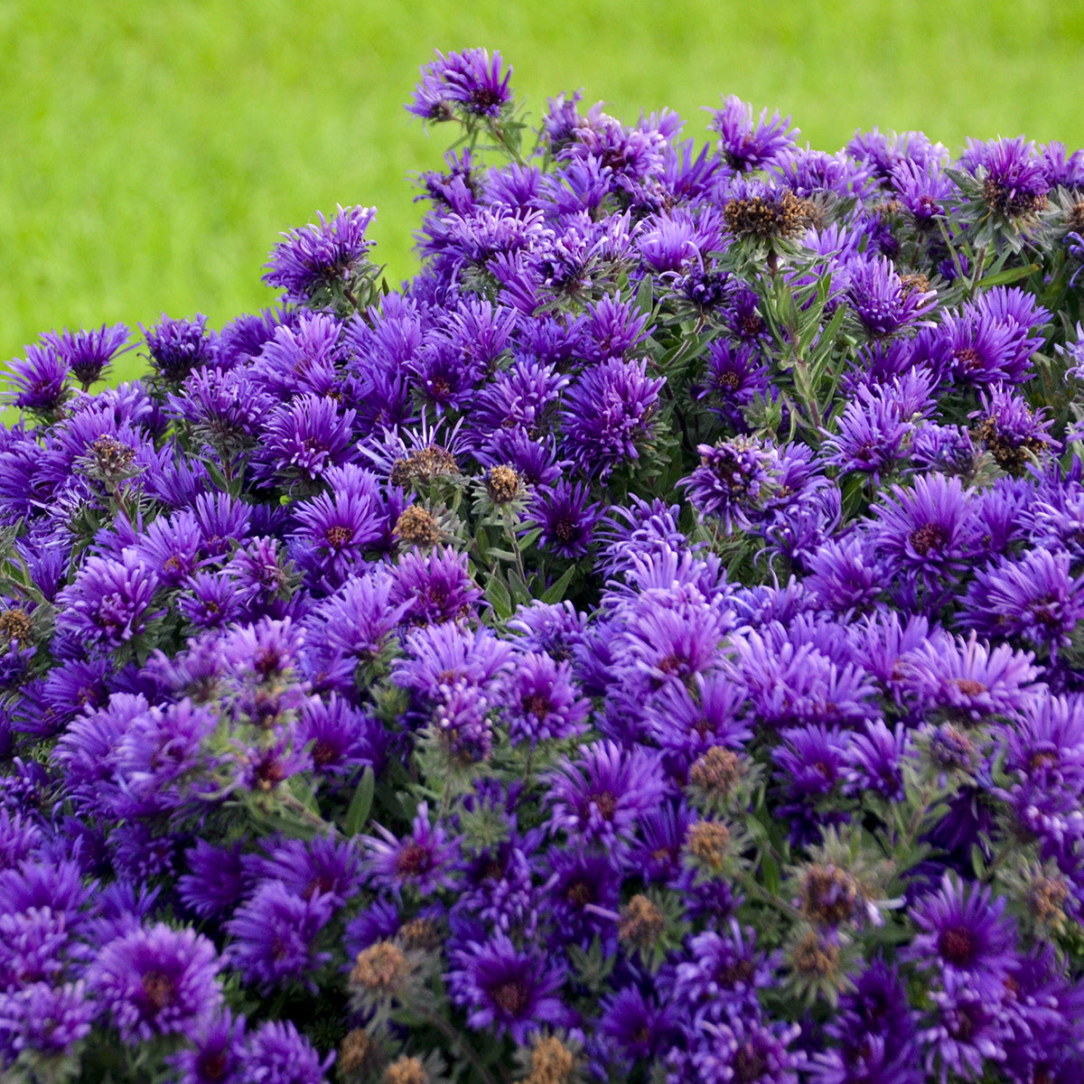 A dense cluster of vibrant purple 'Grape Crush' New England Aster flowers in full bloom with green stems and leaves with blurred grass in the backgroeund - Photo Courtesy of Walters Gardens, Inc.