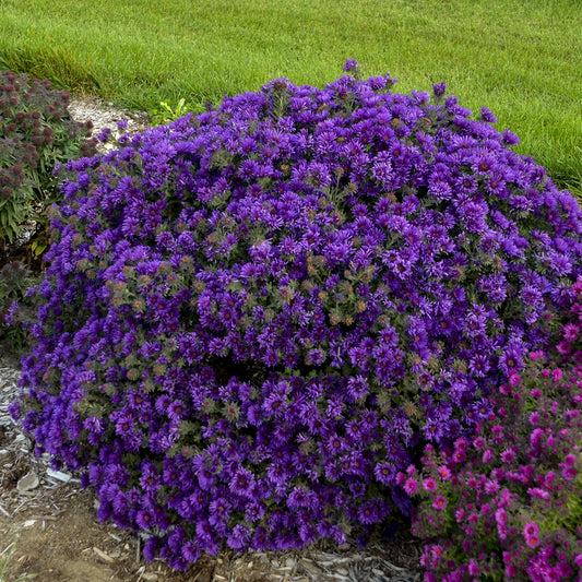 Grape Crush' New England Aster - Photo Courtesy of Walters Gardens, Inc.
