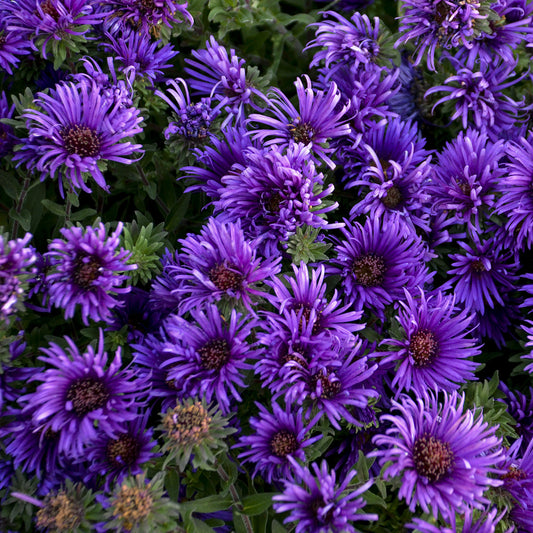 Grape Crush' New England Aster - Photo Courtesy of Walters Gardens, Inc.