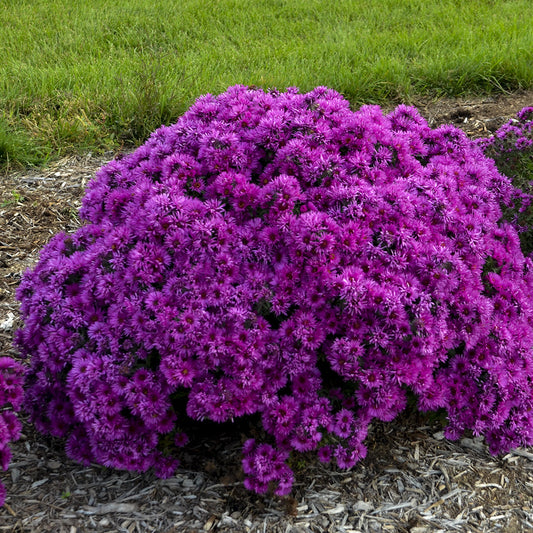 ‘Pink Crush’ New England Aster forms a dense, rounded bush covered in vivid purple-pink blooms, brightening mulched garden beds and green lawns - Photo Courtesy of Walters Gardens, Inc.