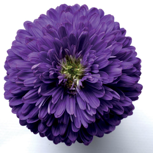 Henry I Purple' Aster - Photo Courtesy of Ball Horticulure, Inc.