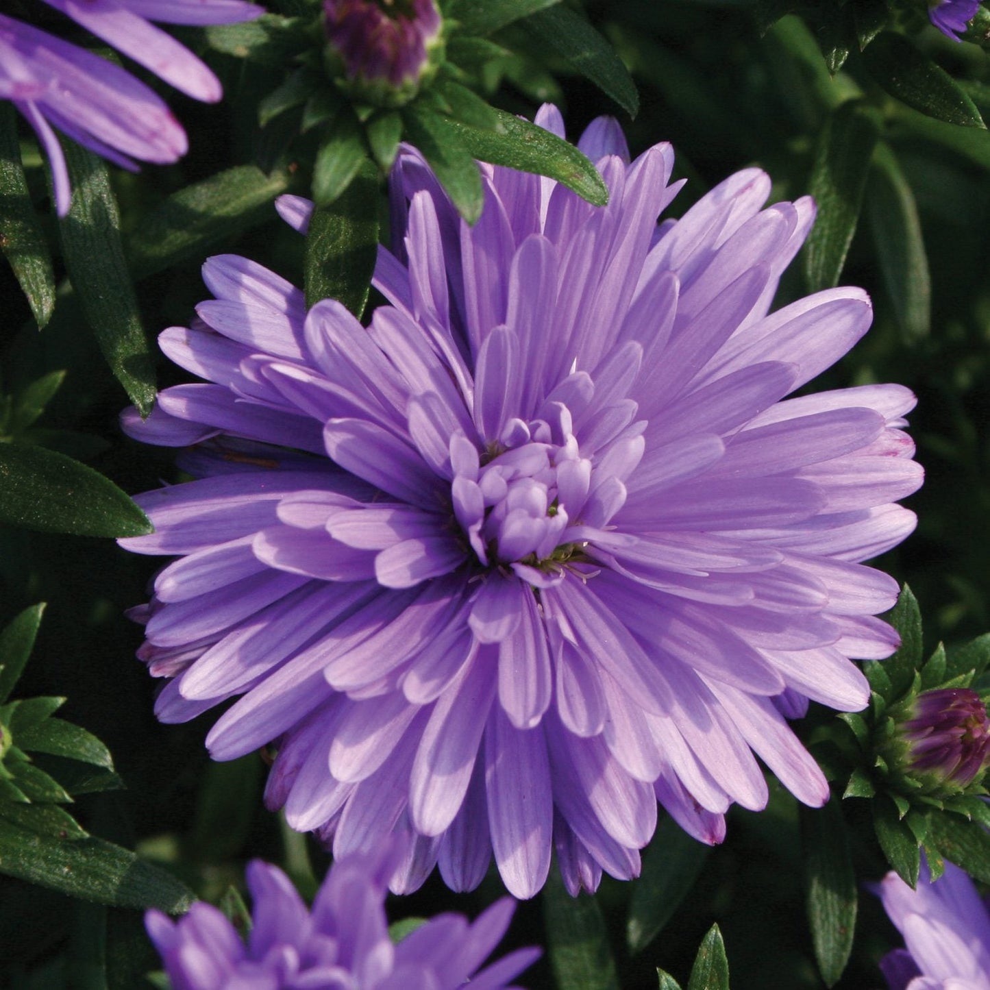 A close-up of a single 'Henry™ I Blue' Aster in full bloom highlights its compact mounding habit, surrounded by green leaves and purple buds - Photo Courtesy of Ball Horticulture