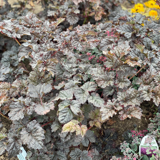 Dark Side of the Moon' Chinese Astilbe - Photo Property of Garden Crossings LLC