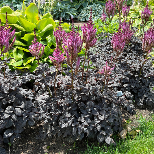 Dark Side of the Moon' Chinese Astilbe - Photo Property of Garden Crossings LLC
